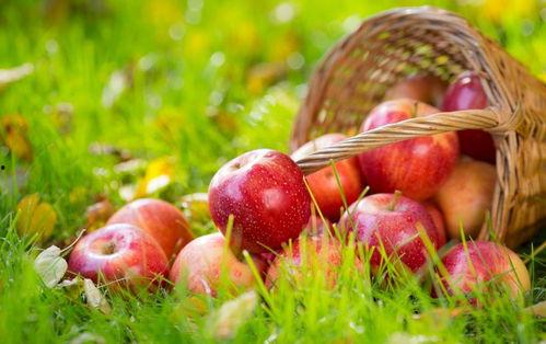 吃瓜51苹果版,揭秘娱乐圈幕后真相，带你畅游瓜田乐园