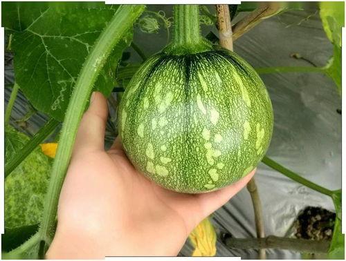 金丝绞瓜可以吃小瓜吗视频,美味与营养的双重享受