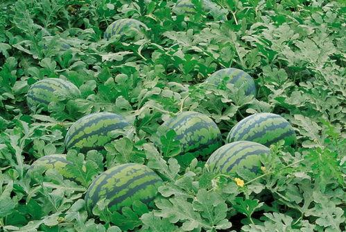 有的吃瓜适合独活,探寻独特口感与生活态度的完美融合