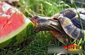 吃瓜生物,趣味横生的生态奇观