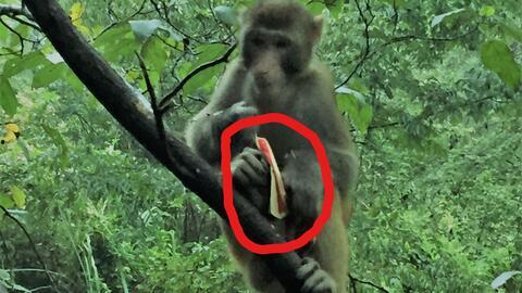 吃瓜猴子吃瓜子皮,趣味日常一幕