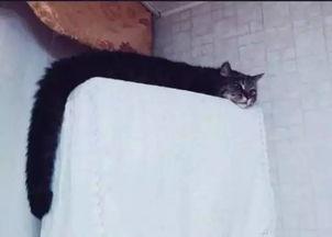 带你吃瓜吐槽 猫,猫咪界的欢乐日常