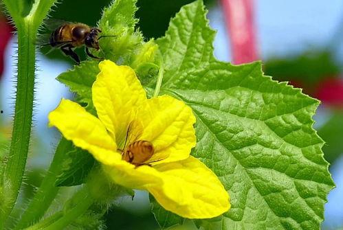 大量吃蜜瓜,尽享甜蜜滋味，探索健康生活新篇章