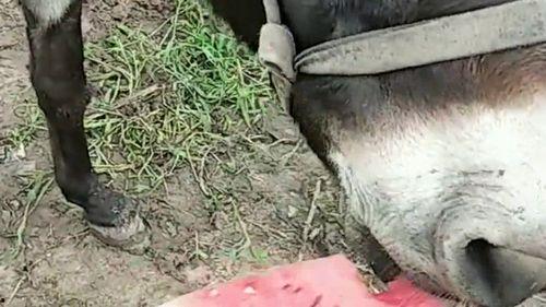 毛驴吃瓜,趣味横生的田园生活一幕