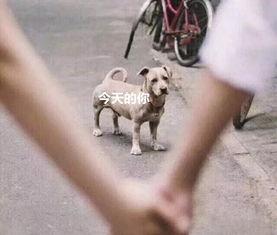 吃瓜和舔狗,吃瓜群众与舔狗众生相