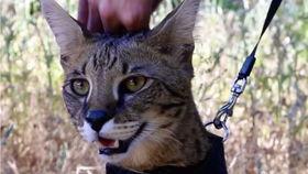 小奶芙吃瓜,揭秘娱乐圈那些不为人知的幕后故事