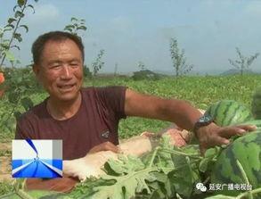 瓜农车祸吃瓜,网友热议“吃瓜”背后的反思