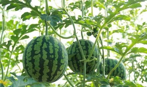 泉州爬栏杆吃瓜,爬栏杆吃瓜，网友热议