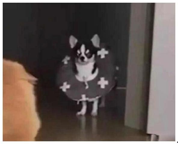 狗狗吃瓜群众合集,萌宠视角下的趣味生活瞬间