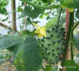 非洲刺瓜怎么吃