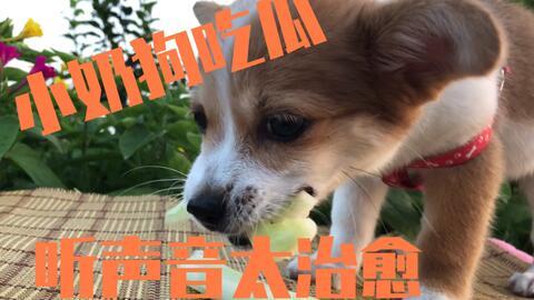 吃瓜狗图片大全