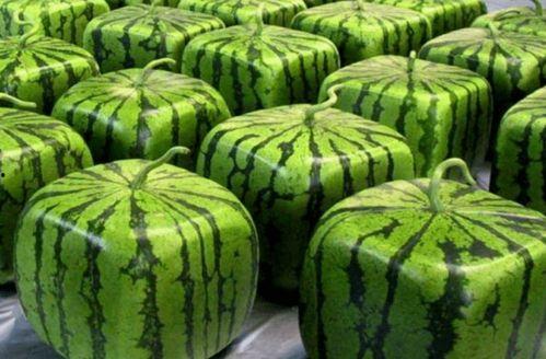 吃瓜批发中,瓜果飘香背后的秘密