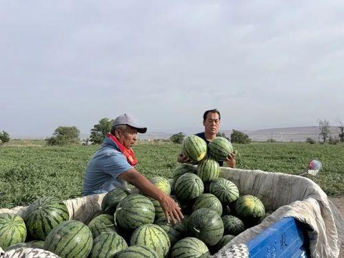 桃溪吃瓜,揭秘瓜界风云，品味生活百态