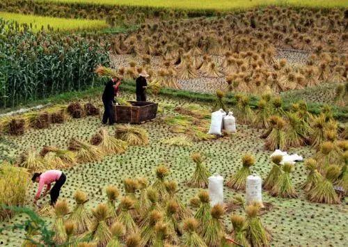 农民辛苦吃瓜视频