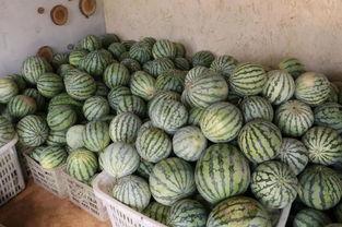 官方认证吃瓜 第3张 官方认证吃瓜 第3张