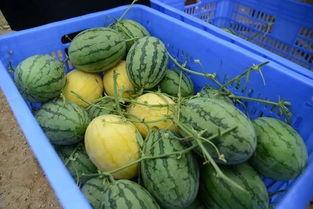 吃瓜群250018 第3张 吃瓜群250018 第3张