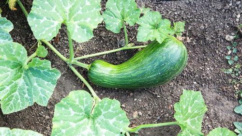 瓠瓜瓠瓜咋吃,多样美味烹饪法大揭秘  第1张