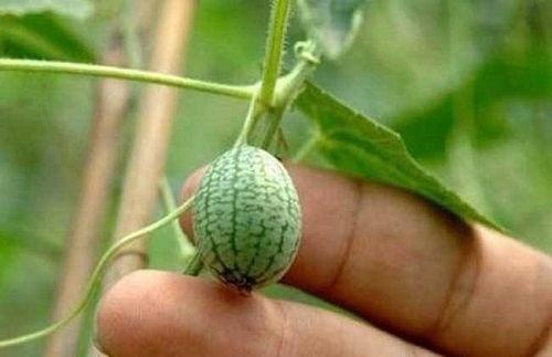 怎么才能学会吃瓜,学会吃瓜的实用指南 第2张 怎么才能学会吃瓜,学会吃瓜的实用指南 第2张