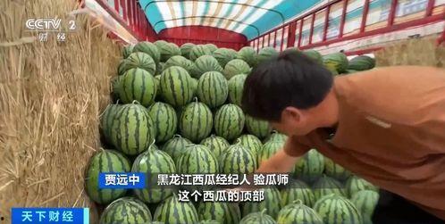 隆德吃瓜 第2张 隆德吃瓜 第2张