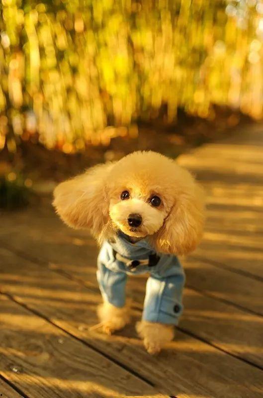 狗狗可以吃高瓜咩,高瓜美食,狗狗的夏日美味选择 第3张 狗狗可以吃高瓜咩,高瓜美食,狗狗的夏日美味选择 第3张