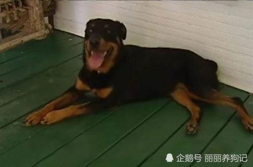 狗子吃瓜车祸现场,意外见证人间百态