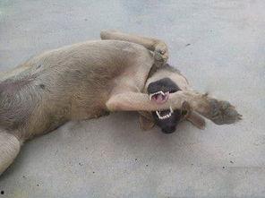 狗子吃瓜车祸现场,意外见证人间百态 第2张 狗子吃瓜车祸现场,意外见证人间百态 第2张