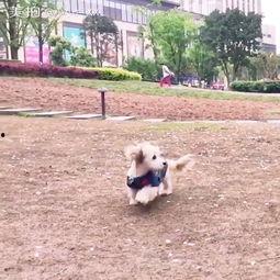 狗子吃瓜车祸现场,意外见证人间百态 第3张 狗子吃瓜车祸现场,意外见证人间百态 第3张