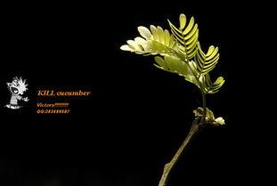 吃瓜的新作,揭秘娱乐圈背后的秘密与真相  第2张