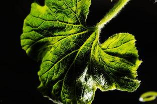 吃瓜的新作,揭秘娱乐圈背后的秘密与真相  第3张