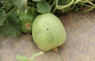 小孩瓜地吃甜瓜,小瓜娃子甜瓜园里的欢乐时光 第1张 小孩瓜地吃甜瓜,小瓜娃子甜瓜园里的欢乐时光 第1张