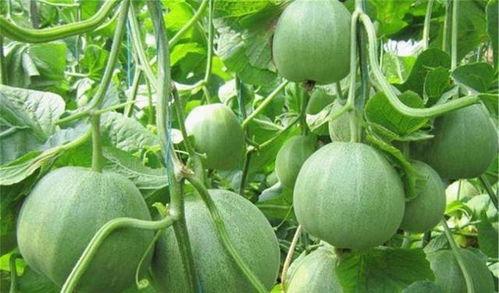 小孩瓜地吃甜瓜,小瓜娃子甜瓜园里的欢乐时光 第2张 小孩瓜地吃甜瓜,小瓜娃子甜瓜园里的欢乐时光 第2张