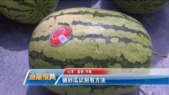 不同类型瓜的吃瓜攻略 第1张 不同类型瓜的吃瓜攻略 第1张
