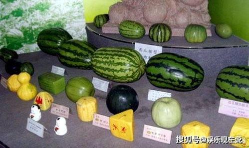 不同类型瓜的吃瓜攻略 第2张 不同类型瓜的吃瓜攻略 第2张