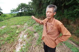 吃瓜老头回家,揭秘乡村生活的温馨瞬间