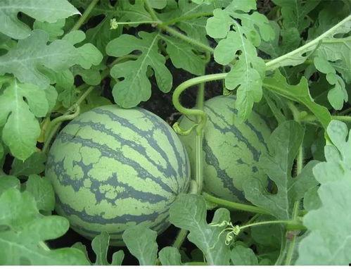 宋三川吃瓜 第3张 宋三川吃瓜 第3张