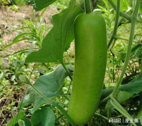 女子吃瓠子瓜好吗图片,美味与健康的双重享受