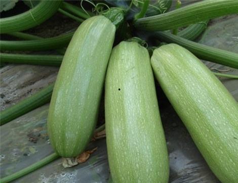 吃哈瓜有什么好处,健康生活新选择”